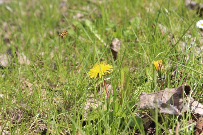Bienen-AG im Radio